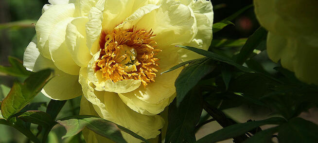 Wolnostojący dom z dużym potencjałem.