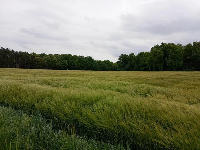 Sprzedam działkę rolną