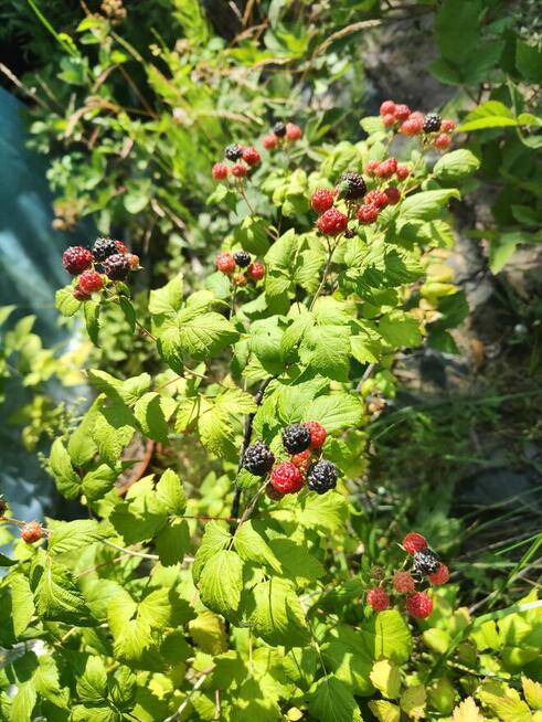 Malina czarna sadzonki