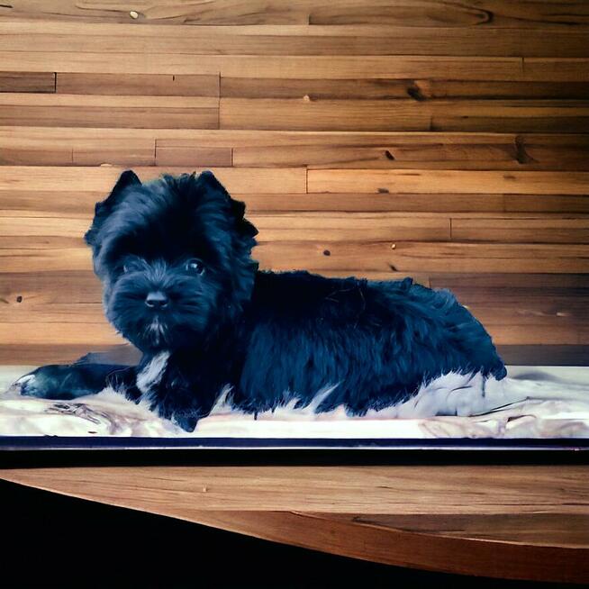 York czarny - black . Nie wybarwi się. Hodowla legalna.