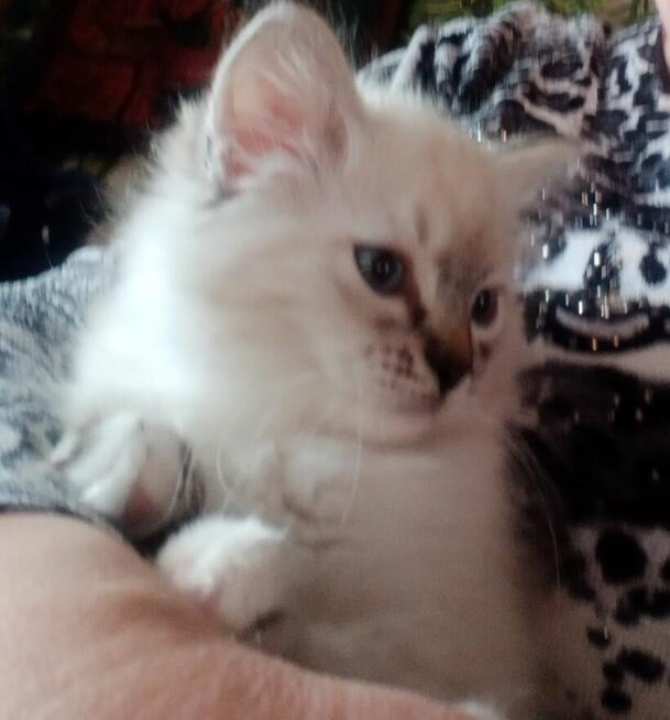 Piękne kocięta Ragdoll