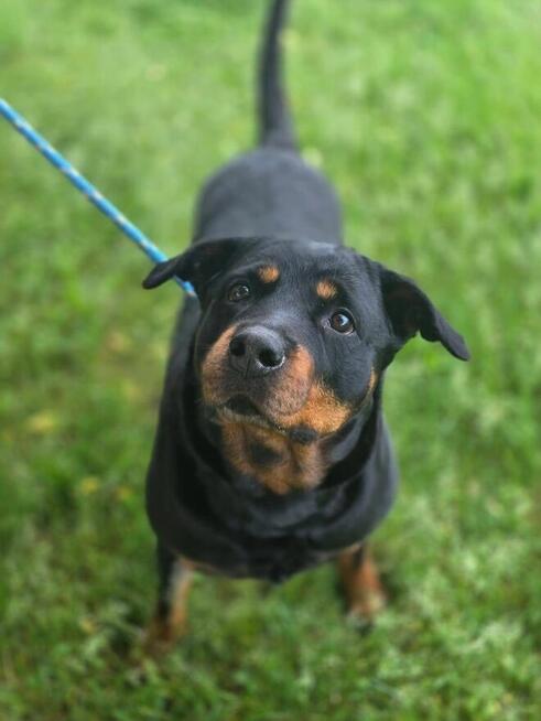 Carna-suczka w typie rottwailera-dom znający specyfike rasy