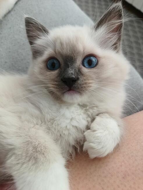 Kocurek Ragdoll FPL/FIFe