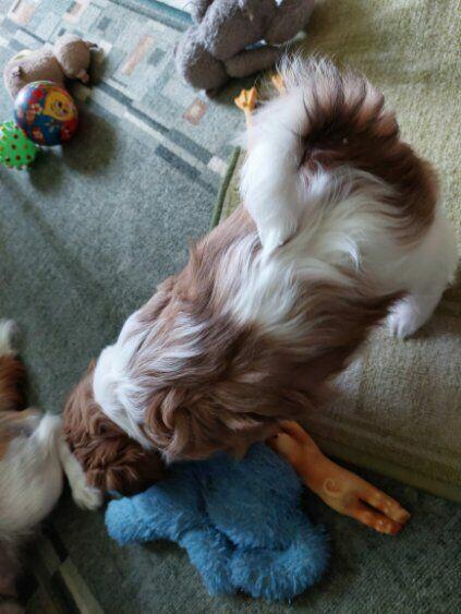 Szczeniaczki shih tzu