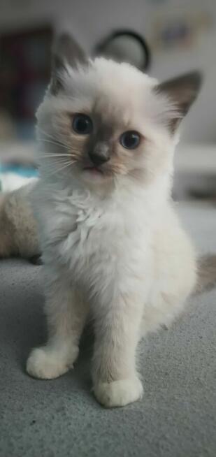 Kocurek Ragdoll FPL/FIFe