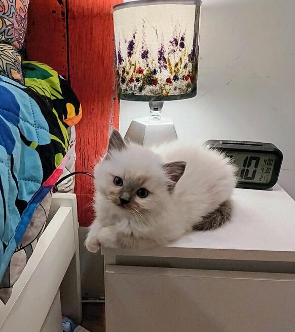 Kocurek Ragdoll FPL/FIFe