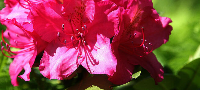Wolnostojący dom z dużym potencjałem.