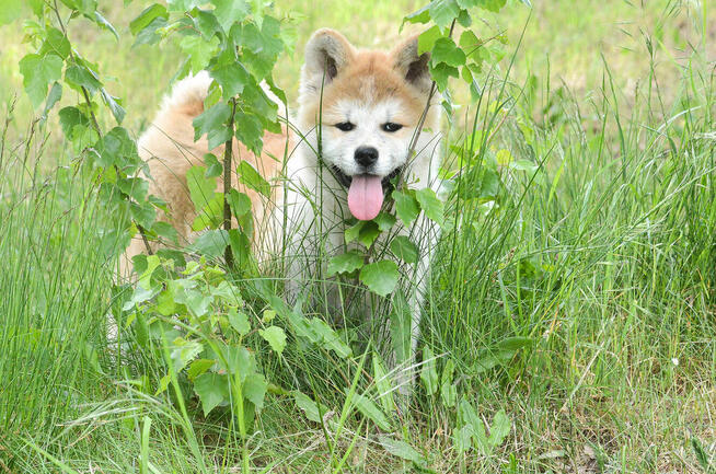 Akita inu-akita japońska czerwona suczka gotowa do odbioru