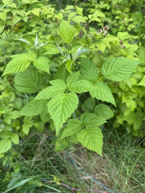 Malina czarna sadzonki