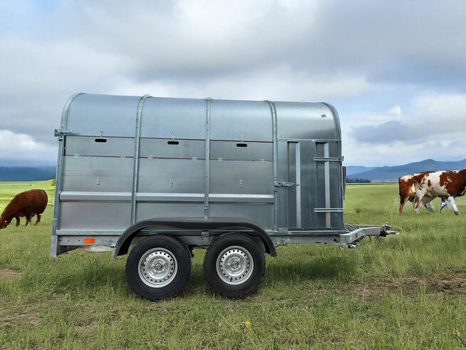 Przyczepa do przewozu żywych zwierząt do bydła cieląt owiec