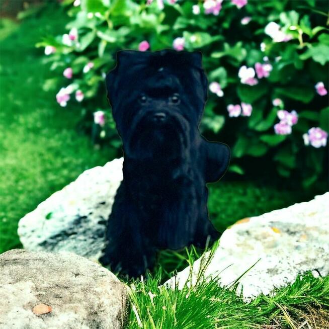 York czarny - black . Nie wybarwi się. Hodowla legalna.
