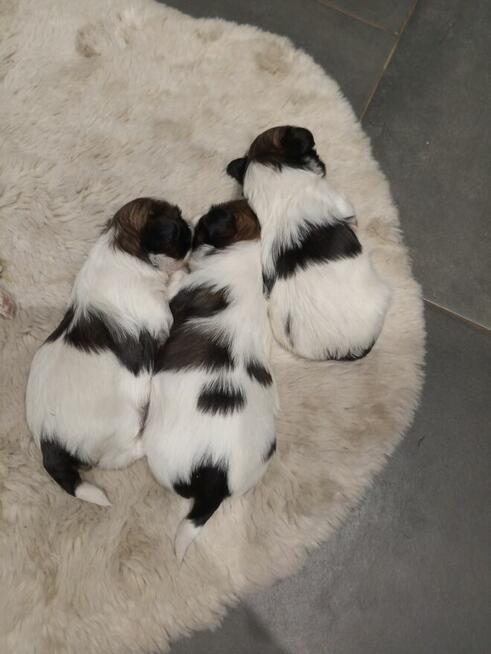 Shih tzu