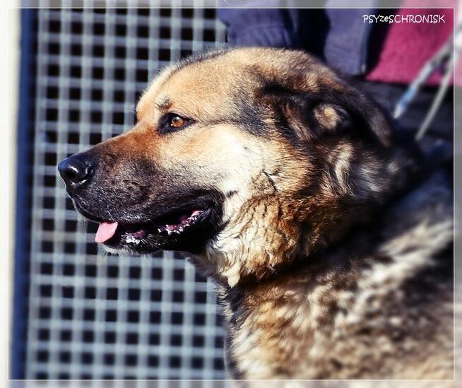 ASZTON - radosny piesek z nadzieją na lepsze jutro