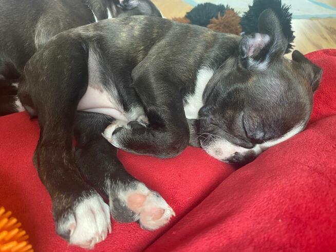 Boston terrier szczenięta