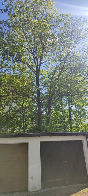 Sekcyjna wycinka drzew, usługi rębakiem Śląsk Cieszyński