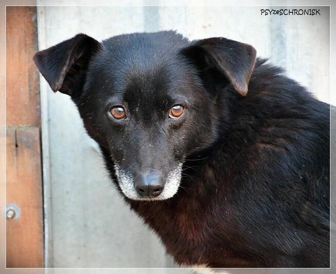 DUNAJ - przytulaśny kundelek szuka domu