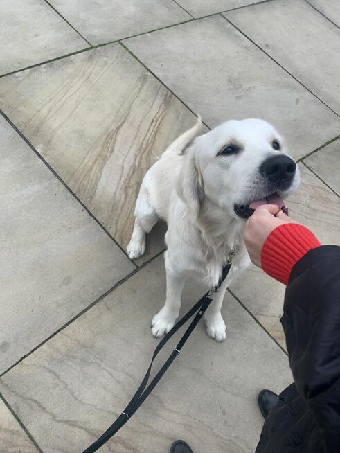 Certyfikowany trener psów