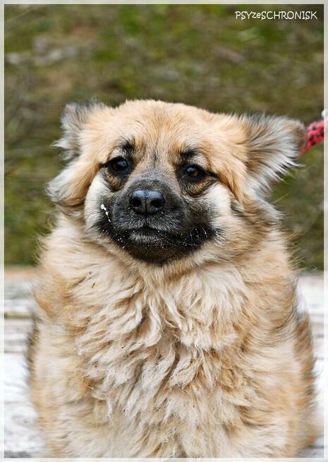 PYSIA - mały gremlin z ogromnym sercem