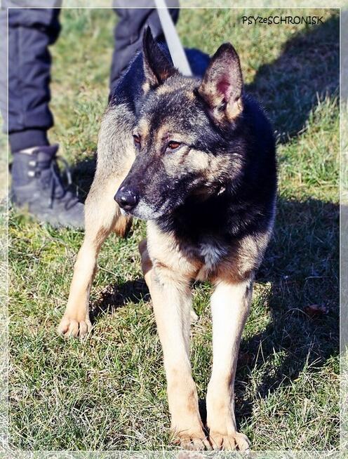 Brutus – jeden z tych „nieadopcyjnych”. Czy dasz mu szansę?