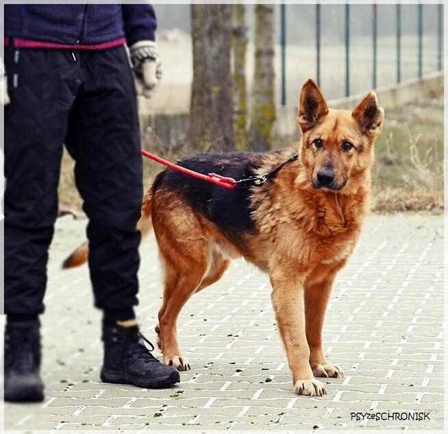 KOJTO - sympatyczny piesek zasługuje na nowy dom
