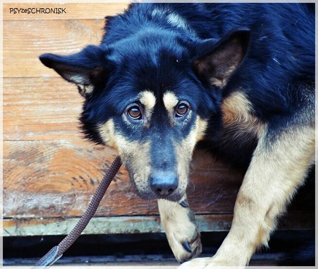 Debra –przyjechała do schroniska upodlona, teraz zaczyna żyć