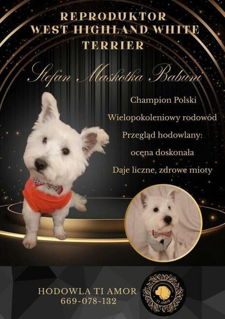 Reproduktor West Highland White Terrier