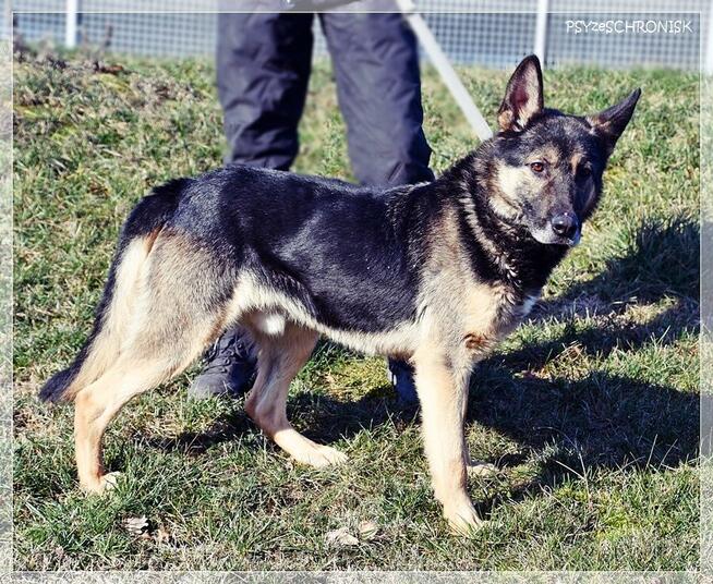 Brutus – jeden z tych „nieadopcyjnych”. Czy dasz mu szansę?