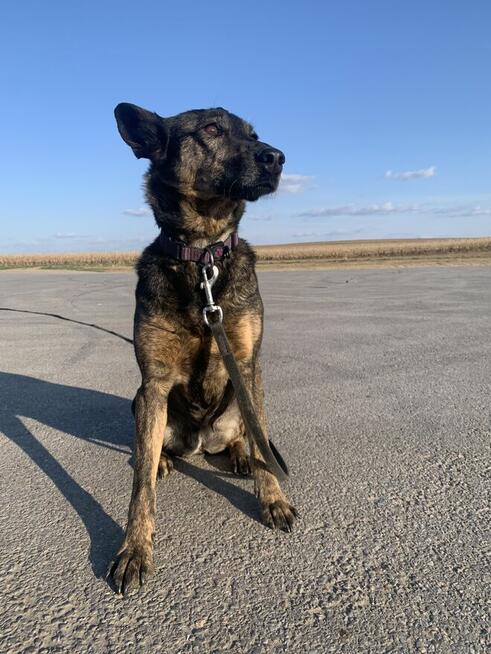 Certyfikowany trener psów