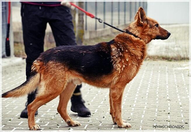 KOJTO - sympatyczny piesek zasługuje na nowy dom