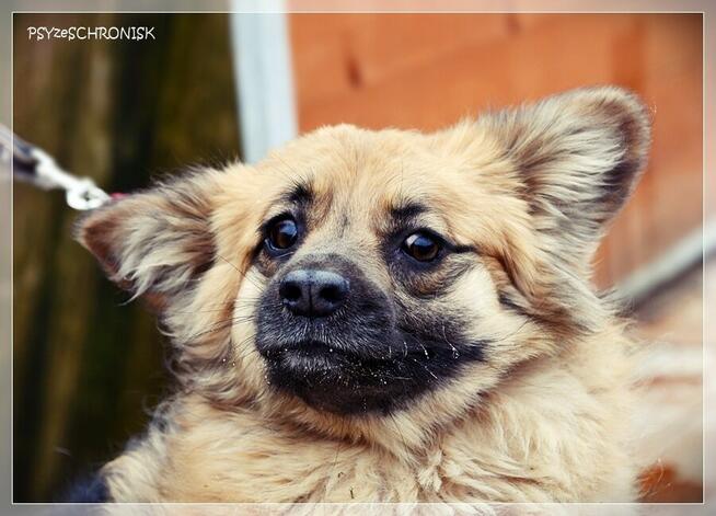 PYSIA - mały gremlin z ogromnym sercem