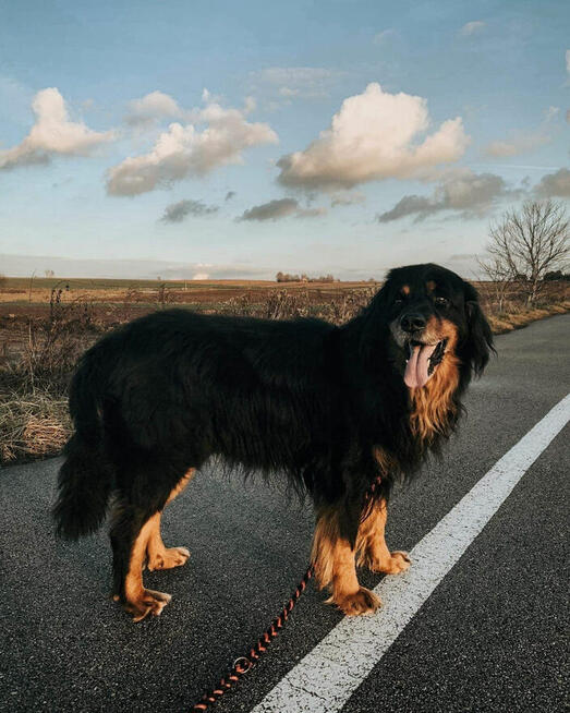 Certyfikowany trener psów