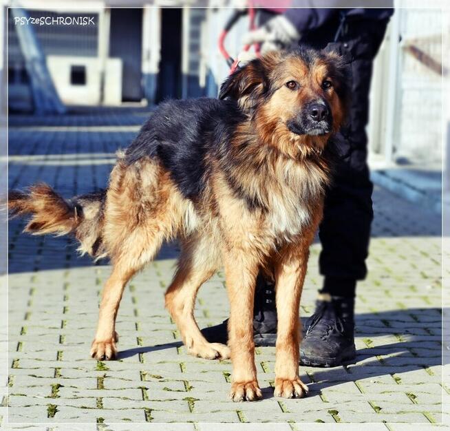 GACEK - wesoły Przyjaciel w typie owczarka