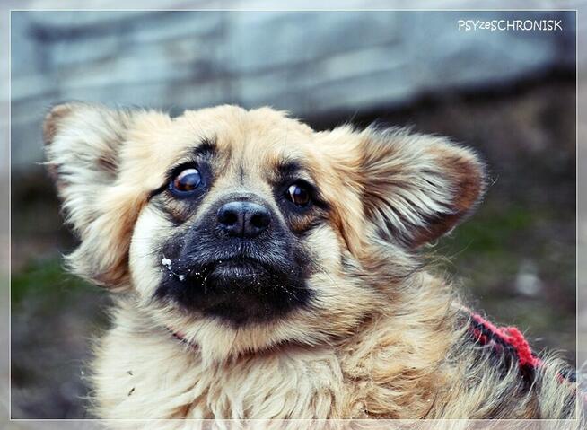 PYSIA - mały gremlin z ogromnym sercem