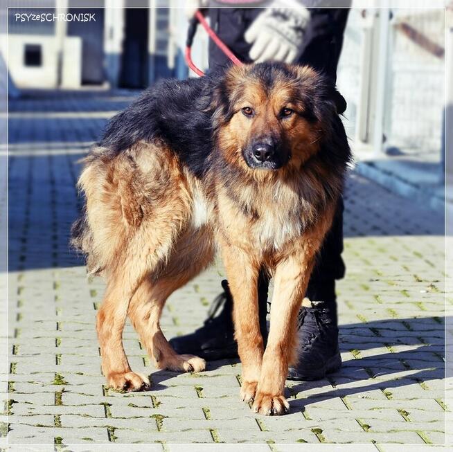 GACEK - wesoły Przyjaciel w typie owczarka