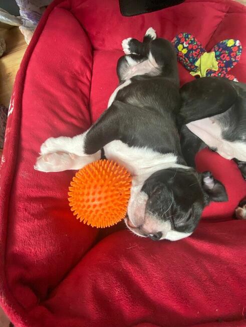 Boston terrier szczenięta