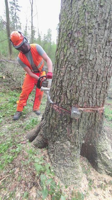 Sekcyjna wycinka drzew, usługi rębakiem Śląsk Cieszyński