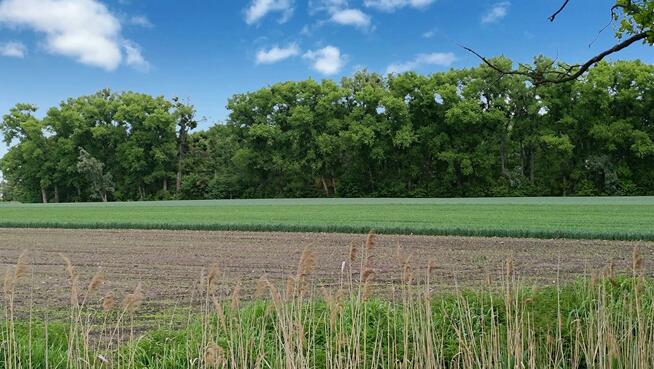 Działka budowlana Wojkowice gm. Żórawina