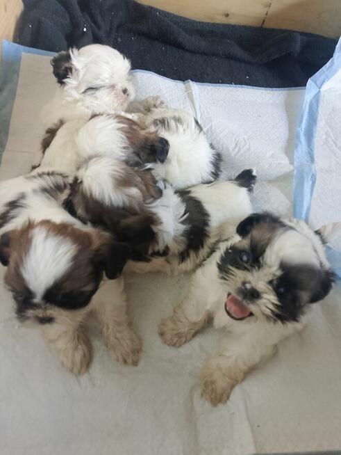 Shih tzu