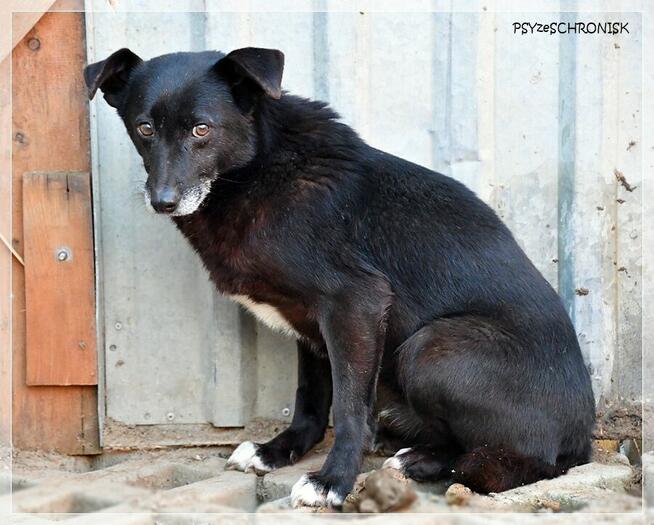 DUNAJ - przytulaśny kundelek szuka domu