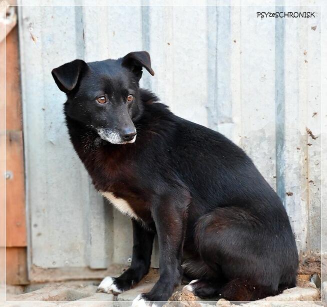 DUNAJ - przytulaśny kundelek szuka domu