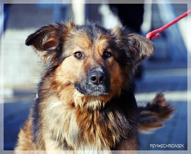 GACEK - wesoły Przyjaciel w typie owczarka