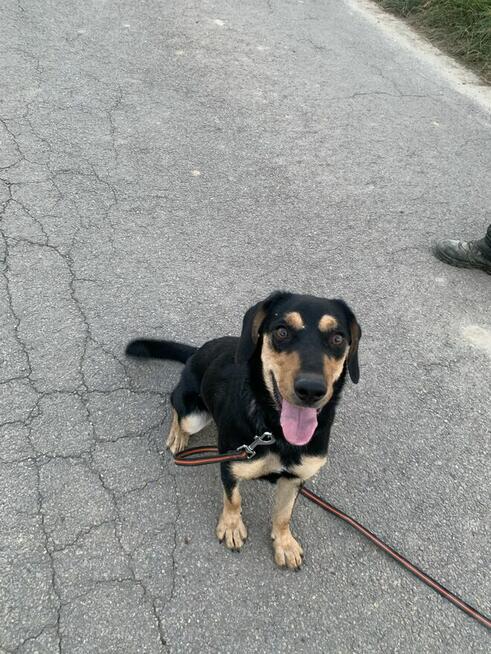 Certyfikowany trener psów