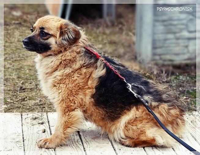 PYSIA - mały gremlin z ogromnym sercem