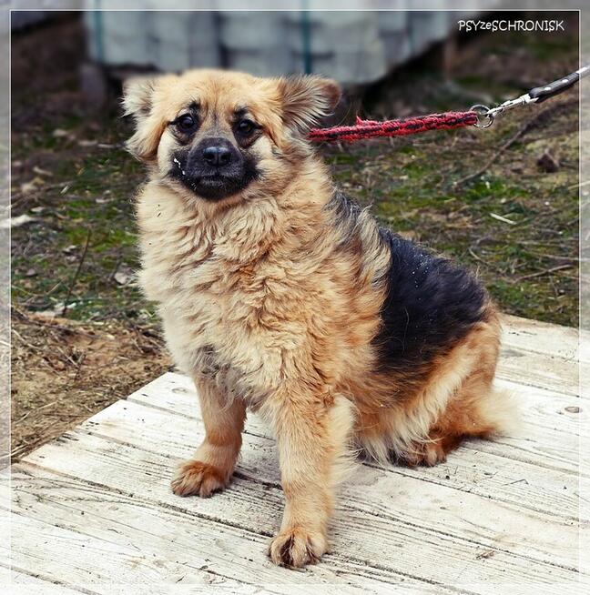 PYSIA - mały gremlin z ogromnym sercem