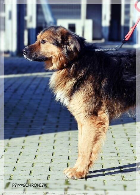 GACEK - wesoły Przyjaciel w typie owczarka