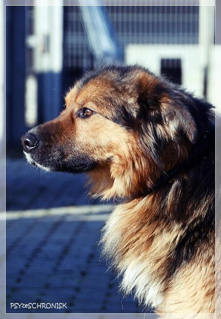 GACEK - wesoły Przyjaciel w typie owczarka