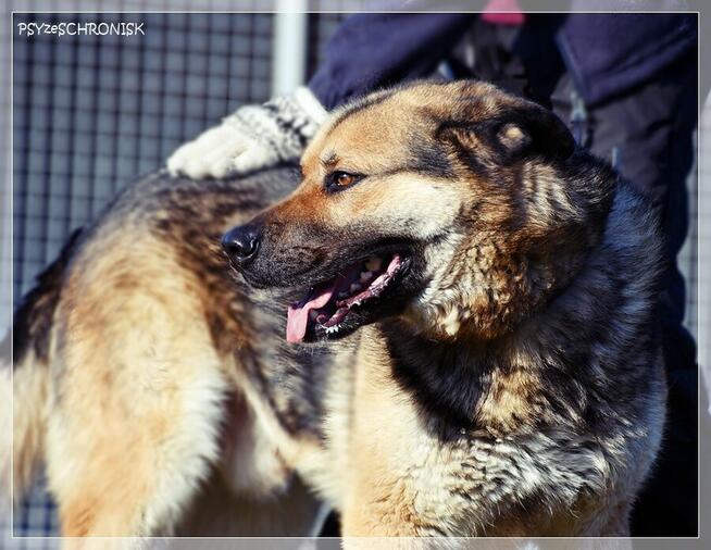 ASZTON - radosny piesek z nadzieją na lepsze jutro