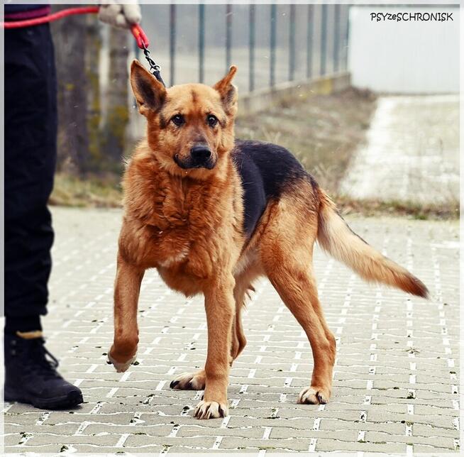 KOJTO - sympatyczny piesek zasługuje na nowy dom