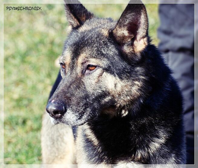 Brutus – jeden z tych „nieadopcyjnych”. Czy dasz mu szansę?