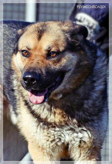 ASZTON - radosny piesek z nadzieją na lepsze jutro